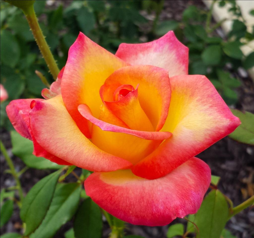 Hybrid Tea roses grow on single, long stems. Flowers are large, buds are pointed.