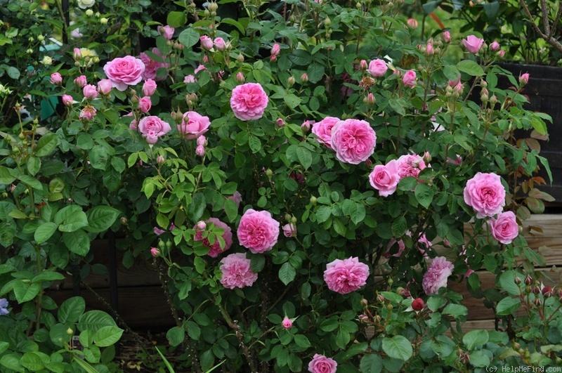 Shrub Roses A catch-all for roses that do not fit into other categories. They range from 4 to 15 and grow in all directions.