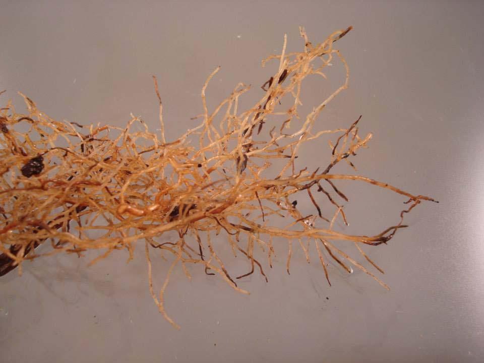 Darkly colored root tips Moves