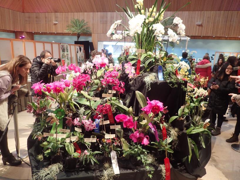 Display at the Illinois Orchid Show March 9-10 at the