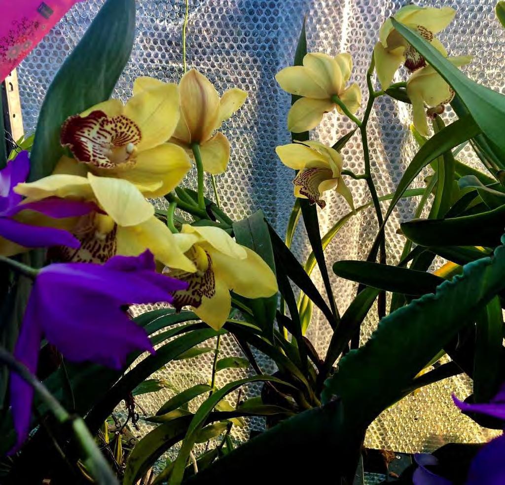 Esther and Laelia Gouldiana.