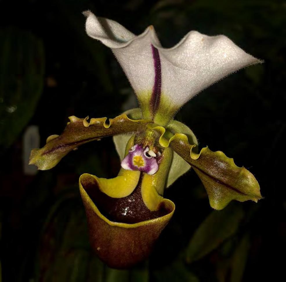 Other Events British Paphiopedilum Society Annual Meeting & AGM 19 th & 20 th January 2019 The meeting will be held at the Jarvis Ramada Hotel in Solihull.