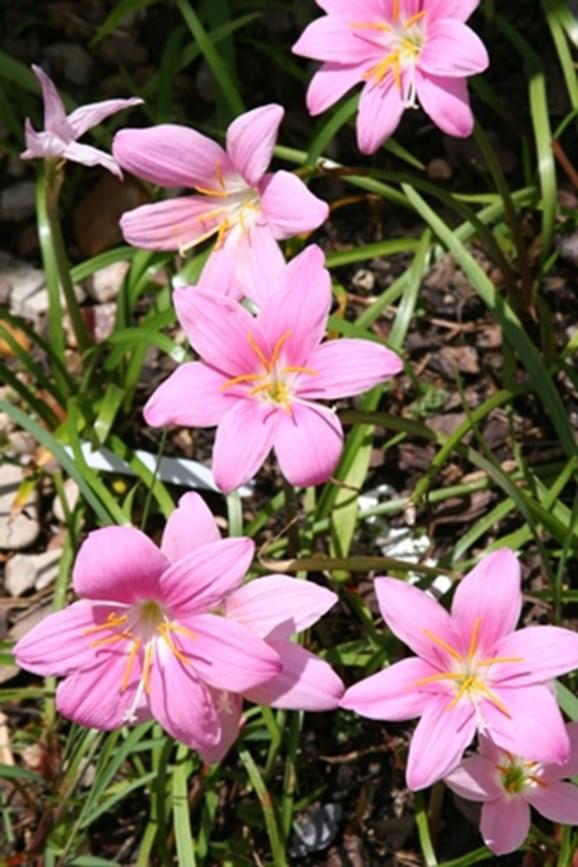 April To-Do s Deadhead flowering annuals and perennials to extend blooming period Replenish mulch as needed in all beds The Crinum lily is a beautiful, old fashioned flower that is very striking and