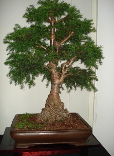 Hoop Pine (Araucaria cunninghamii) 6 year old starter stock in