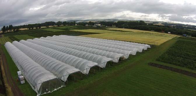 good shelf-life Breeding plots in high tunnels at JHI cultivars suitable for fresh and processing markets Create