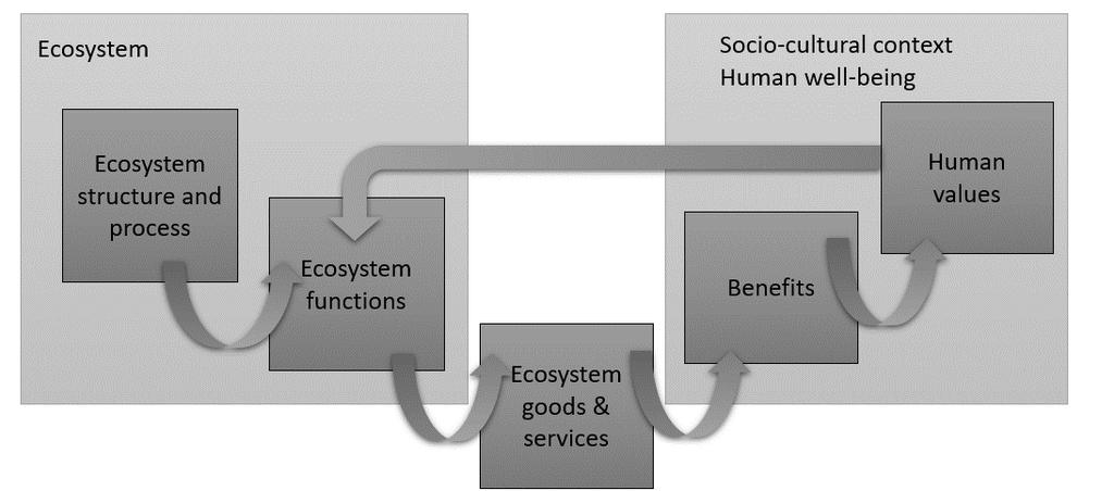 processes occurring in ecosystems that are necessary for its selfmaintenance (Turner and Chapin,