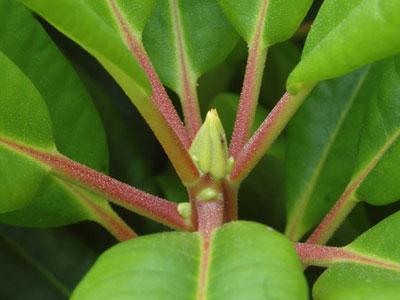 way any subsequent growth will be able to make flower buds for the following year.