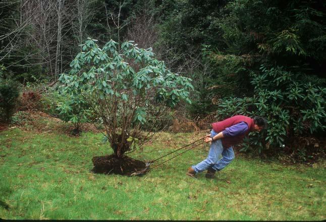 In December, a generous sprinkle of Dolomite Lime will add magnesium to the soil around your rhodies. When rhododendron leaves are tested for content, magnesium is the most plentiful element.