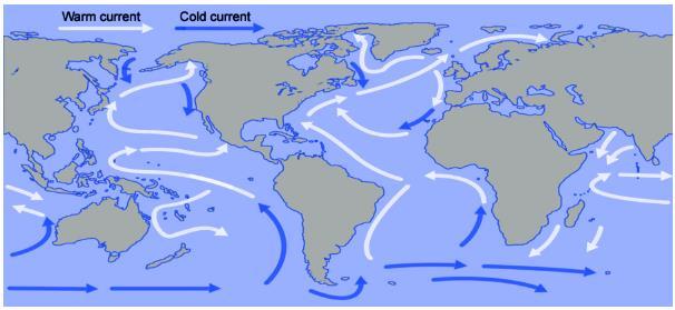 Convection Currents Much of the Earth s climate is