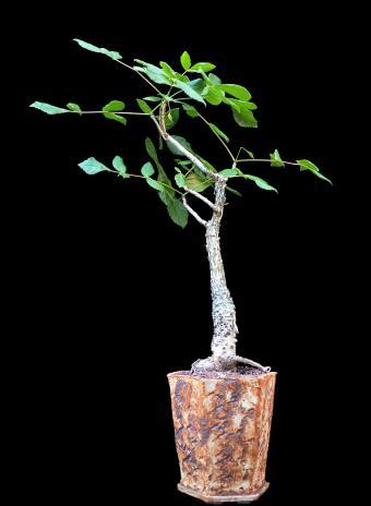 Commiphora is also a widespread genus stretching from South Africa through tropical Africa and continuing into Madagascar.