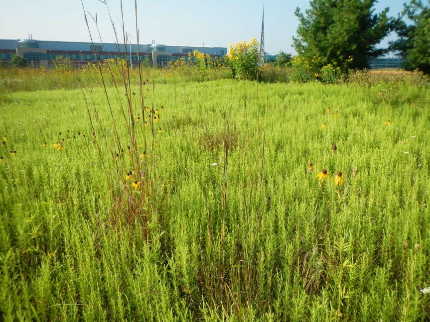 XI. Low Quality Prairie (LQP) Low diversity grassland with extensive exotic weeds. (photo by Steve Keto) Goals: Low quality prairies were not part of the original design intent at the Parkview campus.