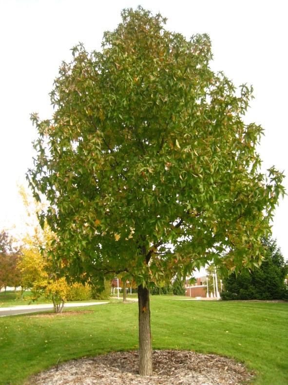 XII. Amenity Trees (AT) Mulched amenity tree in lawn( photo by Steve Keto) Goals: Amenity trees are a traditional landscape feature in urban, suburban and commercial landscapes designs.