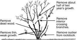 Page 5 Pictures are worth a lot of words -- we hope this helps. The above illustration shows the basics of pruning. Keep it simple.