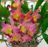 have done in growing and flowering their orchids; therefore, please