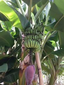 Yes, We Have No Bananas Today By John Banta The dramatic saga of the banana's development from an obscure, minor tropical fruit to the giant of the fruit business is the subject of many great books
