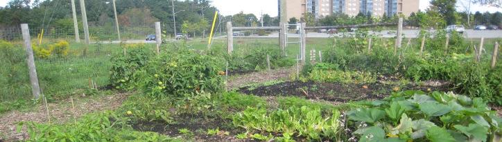 Definition City of Barrie Community Food Gardens are safe outdoor spaces on designated public lands where neighbours meet