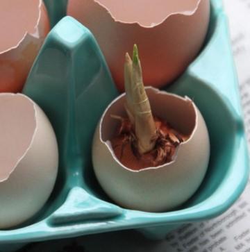 Try using eggshells, which can be planted directly into the garden after flowering.