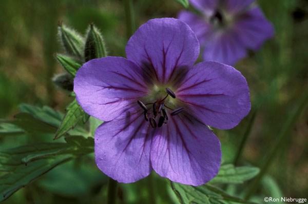 River Valley Garden Club A Place to Grow April 2017 Volume 14, Issue 7 Here s the Dirt Program: Donn Reiners, aka Mr. Geranium!