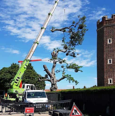Enhancing the Landscape GROUNDS MAINTENANCE Tree Works Gavin Jones is an Arboricultural Association approved contractor for tree works and offer a wide range of tree surveying and surgery services,