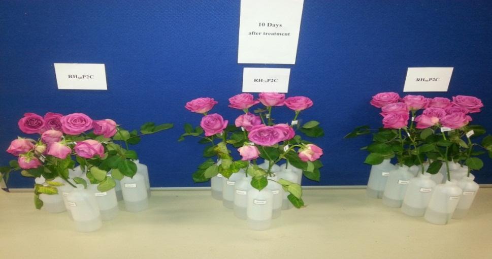 Response of Cut Rose Flowers to Relative Humidity and Recut During 153 Solution uptake The result of experiment revealed that cut rose flowers placed in 90% and 60% relative humidity significantly (P