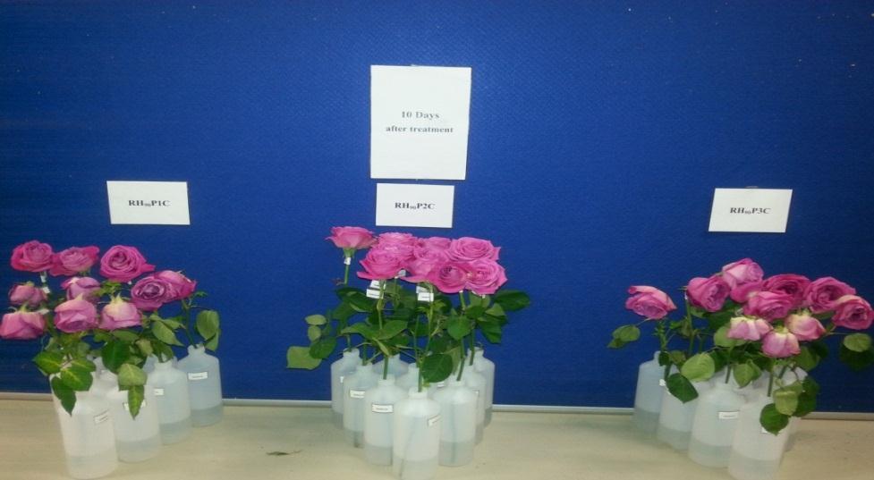 However, in first experiment after obtaining flower from MM flowers Company, cut rose flowers placed in 75 % relative humidity had the highest solution uptake compared to the others.