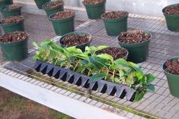 Propagative Floriculture Material Section 7 Cuttings,