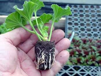 in plug production Plants are transplanted into pots or cell