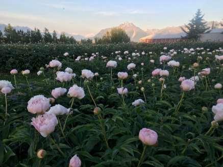 Peonies Fast growing industry in Alaska 3 5 years from plant to harvest Some growers