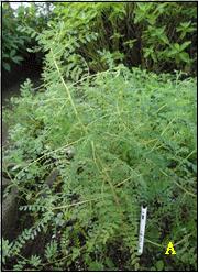 Figure 4. Vigorous grown of A. membranaceus in via in vivo rooting (A: flower bud, B: root) and naturally grown of A. membranaceus on nursery (C). References Cited Lee. Y.