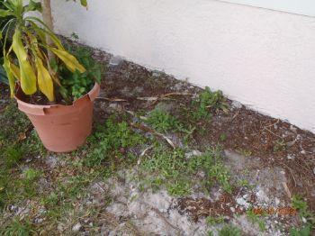 Recommend grading soil so there is at least 4" of space (where practical) between the stucco and the soil below and checking for any damaged trim and siding materials.  4.
