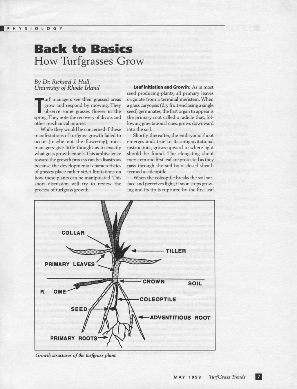 Back to Basics How Turfgrasses Grow By Dr. Richard J. Hull, University of Rhode Island Turf managers see their grassed areas grow and respond by mowing. They observe some grasses flower in the spring.