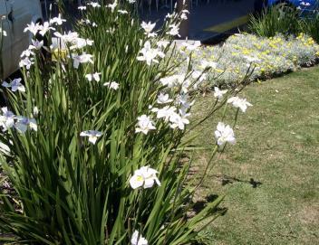 Dietes Grandiflor, commonly called Wild Iris thrive in semi-shade and full sun and are frost tolerant.