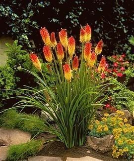 every day Kniphofia, commonly called Red Hot Pokers have sword like leaves and produce spikes of upright, brightly