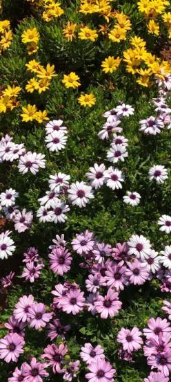 Osteopermum, commonly called Cape Daisies are an easy growing plant which produces