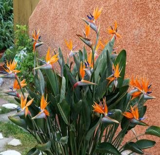 Strelitzia has strappy leaves, flowering throughout the year