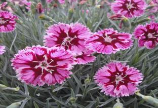 Other flowering plants Dianthus commonly called Dwarf Carnation is a busy compact