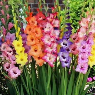 Gladiolus is a perennial favoured for its beautiful showy flowers which come in a