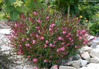 Gaura has butterfly like flowers of pink or white which grow on long stalks.