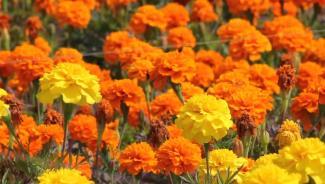 Marigolds have dense feathery foliage and yellow or orange carnation like