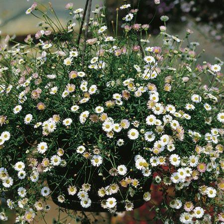 Ground covers Erigeron this dainty plant has fine light airy textured leaves and stems and produces small white