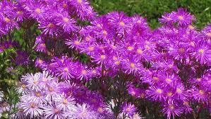 Delosperma also known as vygies is a succulent ground cover that produces daisy-like flowers in a wide variety of