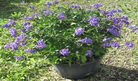 Duranta sapphire showers can be grown as a standard or shrub or small tree 3m high.