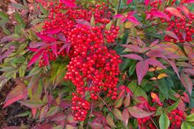 Nandina Domestica- (Sacred bamboo- heavenly bamboo) A dense shrub with fine delicate foliage which has white flowers in