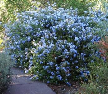 Plumbago a bushy compact shrub that produces masses of blue flowers, from late spring to autumn.