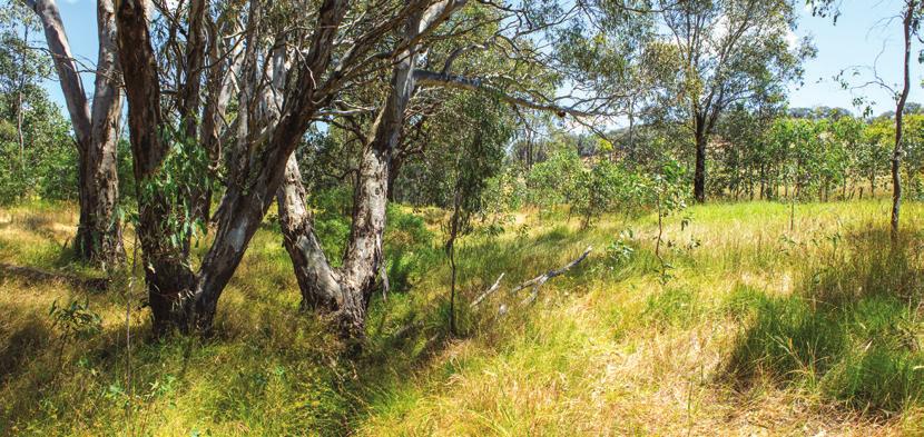 Managing Erosion A guide for managing and preventing erosion on your farm A gully at Greta West fenced and revegetated approximately 15 years ago with a mix of native trees and shrubs.