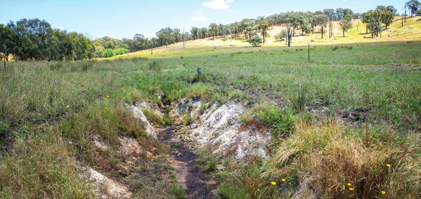 A small gully at Greta West, where subsurface flows seep from the base of the cleared hillslope out onto the paddock.