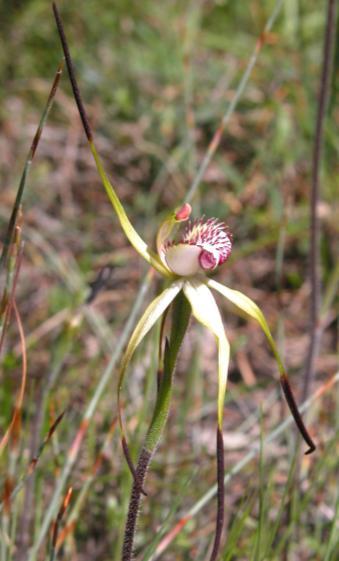 A New Lease Of Life For Rare Orchids A NEW LEASE OF LIFE FOR RARE ORCHIDS - A Media Release From Royal Botanic Gardens, Melbourne.