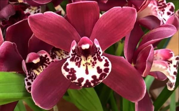Subscribe Share Past Issues April 2016 Newsletter View this email in your browser New Mexico Orchid Guild Newsletter April 2016 Our next regular