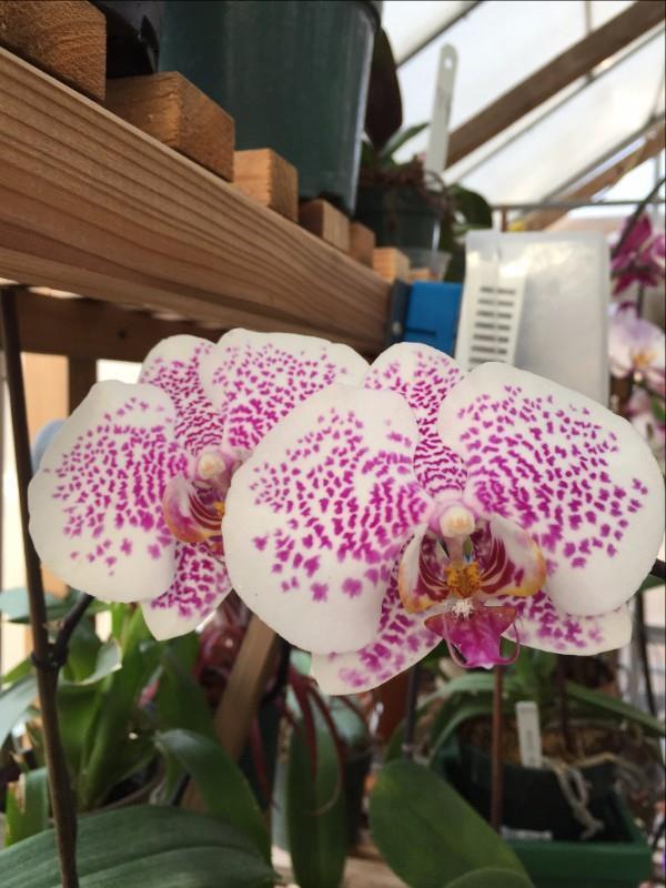 What would you tell a person who is thinking of growing orchids? It's really easier than you think!