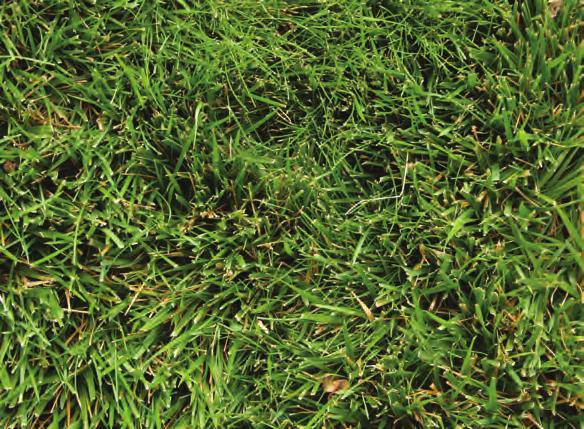 Reveille bluegrass Reveille is a dark blue-green bluegrass that performs well in a variety of uses and locations. Height: Mow to 2 1/2 to 3 inches.